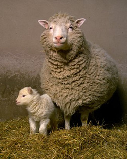 Dolly and her first lamb, Bonnie, born in 1998