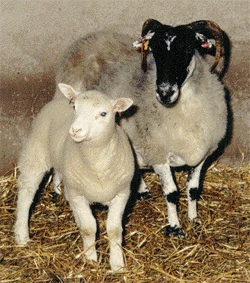 Dolly and her Mother